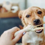 Fresh Chicken Feet Wet Dog Food: The Natural Superfood Your Dog Has Been Waiting For
