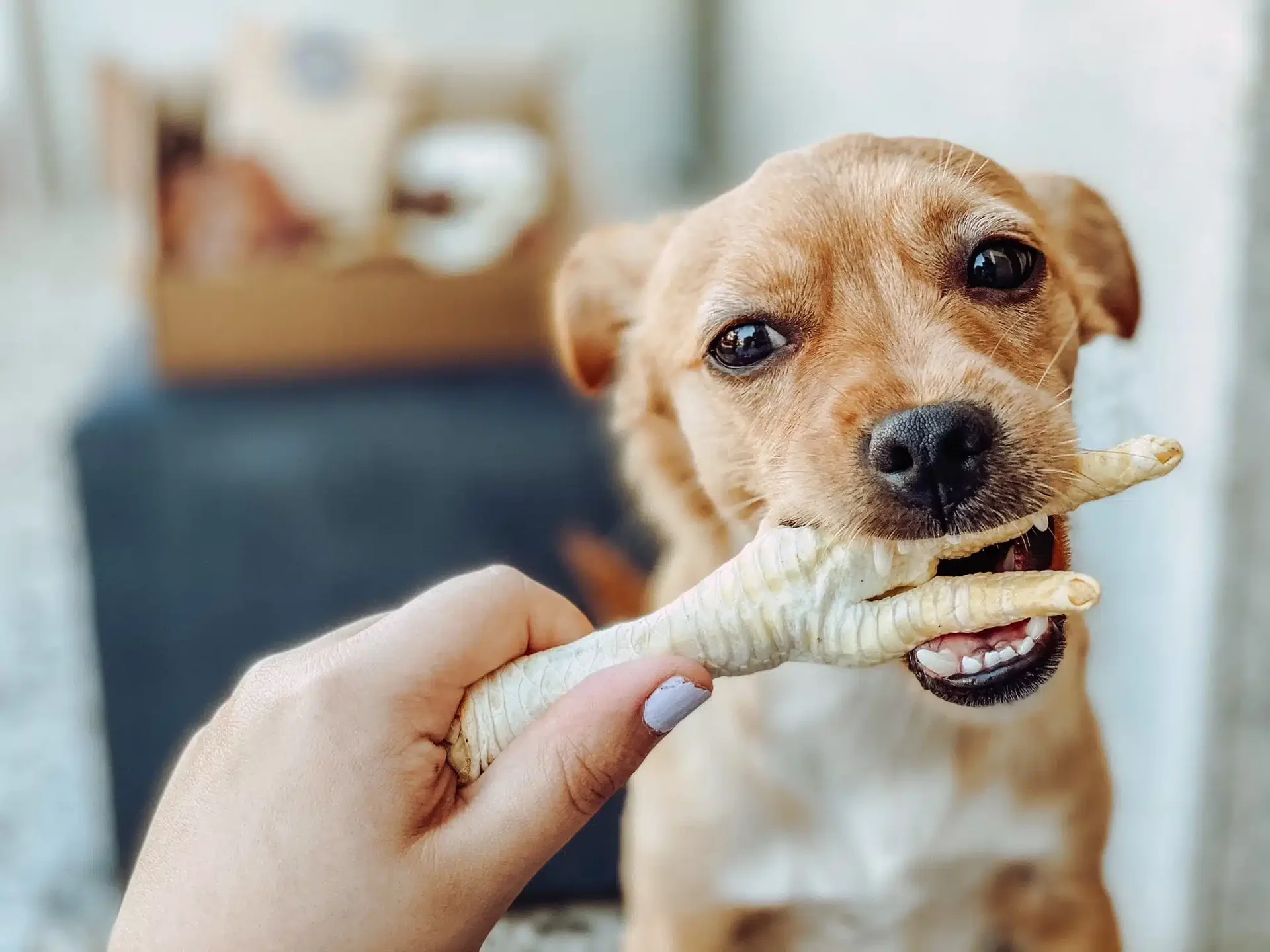 You are currently viewing Fresh Chicken Feet Wet Dog Food: The Natural Superfood Your Dog Has Been Waiting For