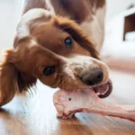 Fresh Pork Bones Wet Dog Food Kenya — The Natural Feeding Solution Dogs Actually Thrive On