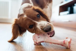 Read more about the article Fresh Pork Bones Wet Dog Food Kenya — The Natural Feeding Solution Dogs Actually Thrive On